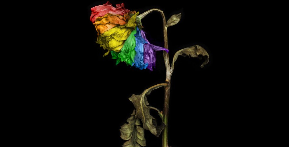 Blomma färgad i regnbågsfärger