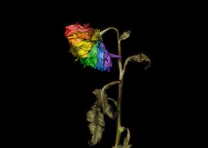 Blomma färgad i regnbågsfärger